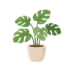 Vingerplant zonder achtergrond (1)
